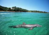 Dolphins suffer considerable stress in marine parks, whose educational merits are being questioned. - Photo Stock Dolphins suffer considerable stress in marine parks, whose educational merits are being questioned. - Photo Stock