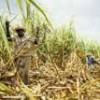 Sugarcane alcohol production has awakened environmental and social concerns. - Photo Stock