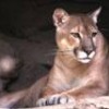 The puma is a favorite target for big game hunters in Argentina. - Mauricio Ramos.