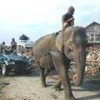 Tsunami survivors use an elephant to pull a car out of a village demolished by the giant wave in Sumatra, Indonesia - U.S. State Department