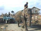 Tsunami survivors use an elephant to pull a car out of a village demolished by the giant wave in Sumatra, Indonesia - U.S. State Department Tsunami survivors use an elephant to pull a car out of a village demolished by the giant wave in Sumatra, Indonesia - U.S. State Department