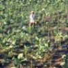 Methyl bromide is widely used on tobacco fields - Mauricio Ramos