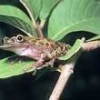 The endangered lowland burrowing tree frog. - Claudio Contreras