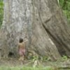 An indigenous child next to a giant tree in the Peruvian Amazon. - Photo Stock