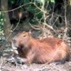 The capybara, the world's biggest rodent, is a resident of Bolivia's Madidi Park - Mauricio Ramos