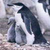 Chinstrap penguins (Pygoscelis antarctica). - NOAA