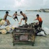 Tuvalu children play around crates of coconut, banana and crab, important trade products for this tiny island. - Jocelyn Carlin