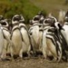 Magellanic penguins in Patagonia. - Photo Stock