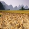 Harvested rice paddies in Yangshuo, southern China. - Photo Stock