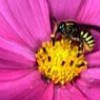 Bees have an important ecological purpose: pollination. - Claudio Contreras