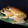Amazing amphibians are part of the biological wealth of the Andes - Claudio Contreras