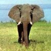 African elephant. - 