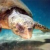 Loggerhead turtle. - Alan F. Redes/ARCHELON