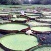 The scent of the victoria regia, a giant Amazonian plant, is recreated in a new cologne. - 