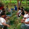 Women harvesting basil leaves. - Emilio Manjón