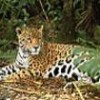 The jaguar could disappear from Argentina. - Photo Stock
