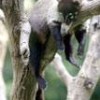 The 'coatí' -- Nasua narica -- is an inhabitant of the Salta native forest. - Claudio Contreras