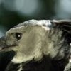 One of the harpy eagles rescued by the Peregrine Fund - 