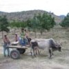 Water is carried by ox-carts to the neem tree farm. - Baldrich