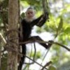 A white-headed capuchin (Cebus capucinus) in the Honduran jungle. - Photo Stock