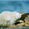 A young polar bear (Ursus maritimus) scavenges in the garbage near the Canadian city of Churchill, Manitoba. - Photo Stock