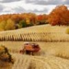 Autumn corn harvest in the U.S. state of Michigan. - Photo Stock