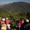 Guatemalan coffee growers in full harvest. - Courtesy of Anacafé