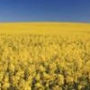 Rapeseed growing in Bavaria, southern Germany. - Photo Stock