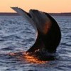 Red tide could play a role in the deaths of the southern right whale. - Michael Catanzariti