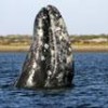 The gray whale, in the waters of Baja California Sur state, Mexico. - Photo Stock