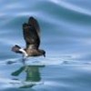 The endangered petrel of the Galápagos Islands. - Photo Stock