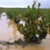 Biofuels unconvincing as cure for climate change. - Photo Stock