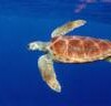 The green sea turtle, Chelonia mydas. - Proyecto Tamar
