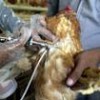 France and the Netherlands have begun to vaccinate poultry. - WHO