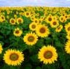 In oleaginous crops like sunflower lies the seed of a new petrochemical. - Bruce Fritz/U.S. Department of Agriculture