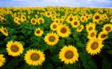 In oleaginous crops like sunflower lies the seed of a new petrochemical. - Bruce Fritz/U.S. Department of Agriculture In oleaginous crops like sunflower lies the seed of a new petrochemical. - Bruce Fritz/U.S. Department of Agriculture