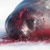 A dead seal pup in Gulf of St. Lawrence. - IFAW