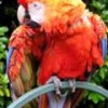 The endangered scarlet macaw (Ara macao). - Adrian Pingstone