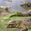 Crocodiles in Cuba's Ciénaga de Zapata. - J. Haedo
