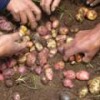 Choosing the best potatoes. - Milagros Salazar/IPS