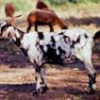 Sustainable goat farming has been developed for Brazil's impoverished Northeast. - Photo Stock