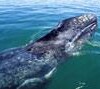 The gray whale is threatened in the Asian Pacific - Claudio Contreras