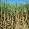 Brazilian sugarcane is at the core of biofuels debate. - Photo Stock