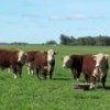 South American cattle bear brunt of blame for food and environmental troubles. - Courtesy of Sociedad de Criadores de Hereford del Uruguay