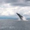 Humpback whale in the Pacific Ocean, near Costa Rica's Isla del Caño. - Gabriel Fernández