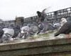 Urban life contributes to pigeon overpopulation. - Photo Stock