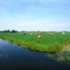 In search of ways to reduce livestock greenhouse gas emissions. - Photo Stock
