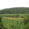 Banana crops on the banks of the Ribeira River, in the middle of Brazil's Mata Atlântica forest. - Mario Osava/IPS