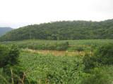 Banana crops on the banks of the Ribeira River, in the middle of Brazil's Mata Atlântica forest. - Mario Osava/IPS Banana crops on the banks of the Ribeira River, in the middle of Brazil's Mata Atlântica forest. - Mario Osava/IPS