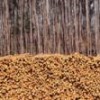 A eucalyptus plantation, the first phase in the controversial paper industry. - Photo Stock